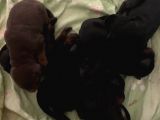 Safkan A Scr Dobermann Yavrularimiz