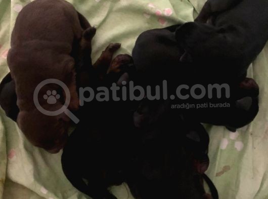 Safkan A Scr Dobermann Yavrularimiz görsel