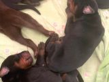 Safkan A Scr Dobermann Yavrularimiz