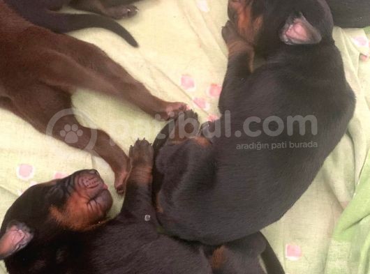 Safkan A Scr Dobermann Yavrularimiz görsel