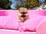 Orijinal Pomeranian Tea Cap Yavrumuz