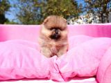 Orijinal Pomeranian Tea Cap Yavrumuz
