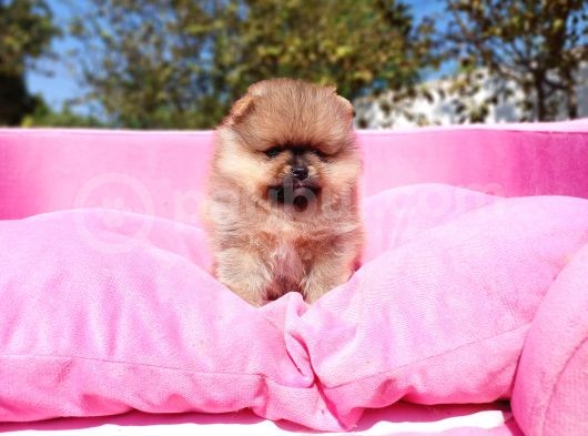 Orijinal Pomeranian Tea Cap Yavrumuz görsel