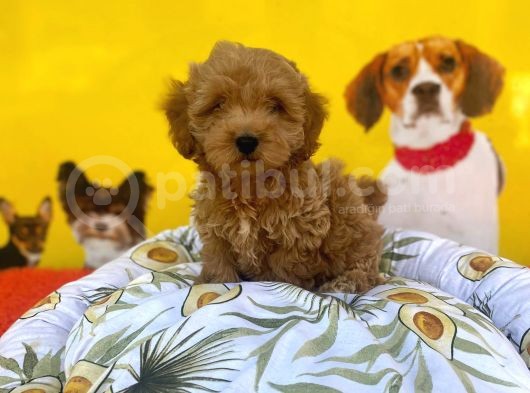 Red Renk Özelli̇ği̇ne Sahi̇p Malti̇poo Yavrulari görsel