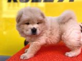 IRKININ EN GÜZELİNDEN CHOW CHOW YAVRULAR
