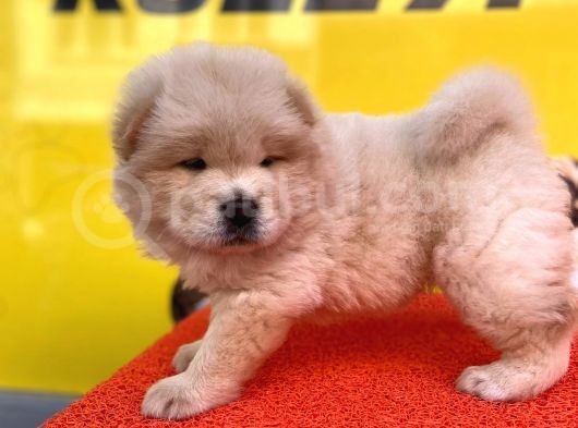 Irkinin En Güzeli̇nden Chow Chow Yavrular