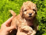 Poodle yavrular