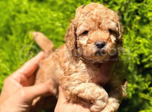 Poodle Yavrular