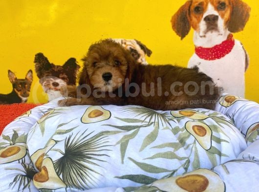 Özel Phantom Renk Malti̇poo Yavrulari görsel