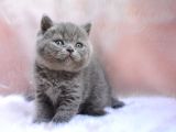 Topaç Kafa Gri British Shorthair