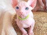Lux Pembe 0 Tuy Odd Eyes Bebekler