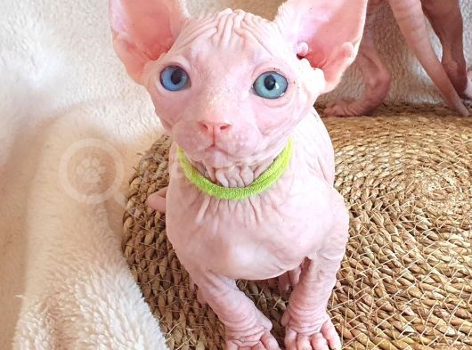 Lux Pembe 0 Tuy Odd Eyes Bebekler görsel
