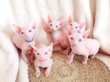 Lux Pembe 0 Tuy Odd Eyes Bebekler