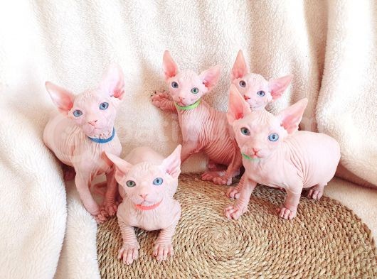 Lux Pembe 0 Tuy Odd Eyes Bebekler görsel
