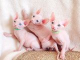Lux Pembe 0 tuy odd eyes bebekler