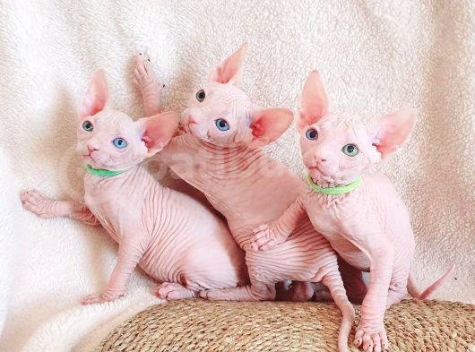 Lux Pembe 0 Tuy Odd Eyes Bebekler