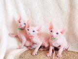Lux Pembe 0 Tuy Odd Eyes Bebekler