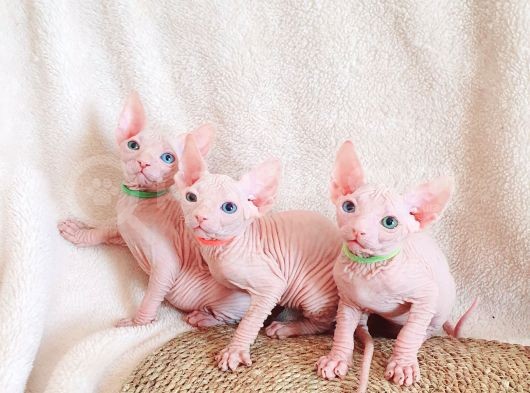 Lux Pembe 0 Tuy Odd Eyes Bebekler görsel