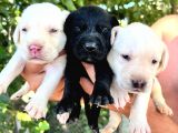 Labrador Yavrular