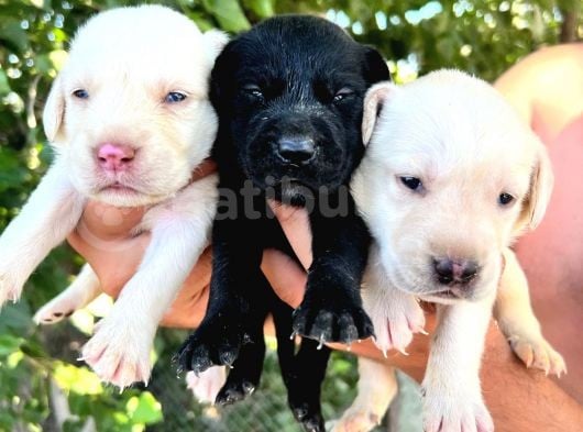 Labrador Yavrular görsel