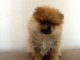 Pomerinian Boo Yavrumuz
