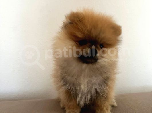 Pomerinian Boo Yavrumuz görsel