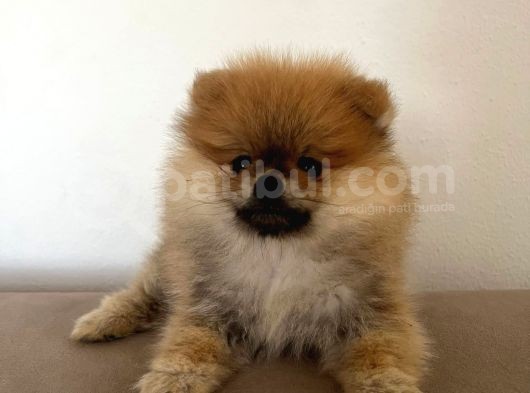 Pomerinian Boo Yavrumuz görsel