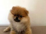 Pomerinian Boo Yavrumuz