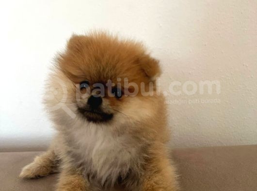 Pomerinian Boo Yavrumuz görsel