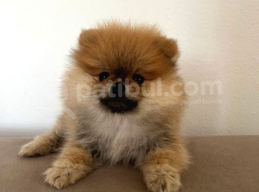 Pomerinian Boo Yavrumuz