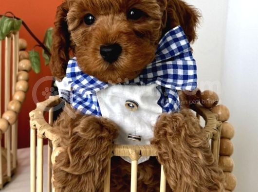 Evin Maskotu Olacak Poodle Yavrular Dişi Ve Erkek Vardır