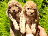Poodle Yavrular