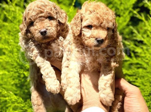Poodle Yavrular görsel