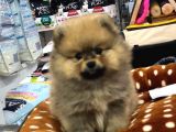 VONALP PET GARANTISIYLE SAFLIK GARANTILI POMERIAN BOO YAVRULAR