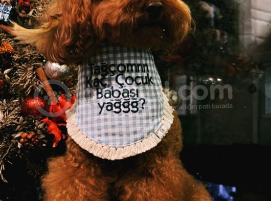 Evin Maskotu Olacak Poodle Yavrular Dişi Ve Erkek Vardır görsel