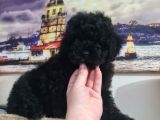 Si̇yah İnci̇ Poodle Yavrumuz