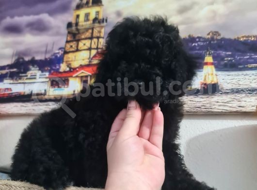 Si̇yah İnci̇ Poodle Yavrumuz görsel
