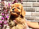 Maltipoo Yavrular