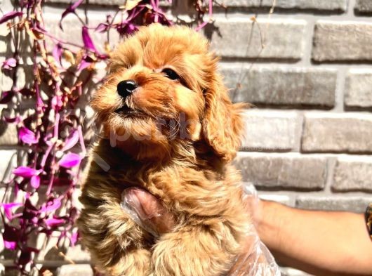 Maltipoo Yavrular görsel