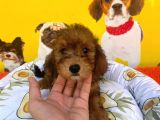ÖZEL PHANTOM RENK MALTİPOO YAVRULARI