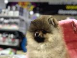 MUKEMMEL KALITEDE POMERIAN BOO YAVRULAR VONALP PET GARANTISIYLE