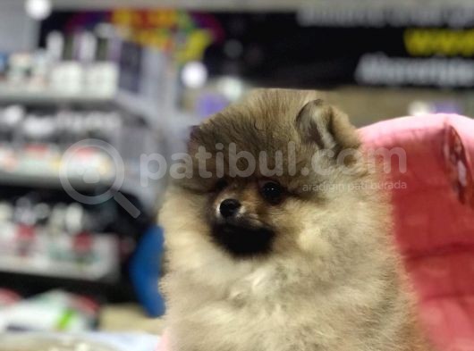 Mukemmel Kalitede Pomerian Boo Yavrular Vonalp Pet Garantisiyle