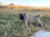 Mükemmel Anatomi Kangal Yavrular