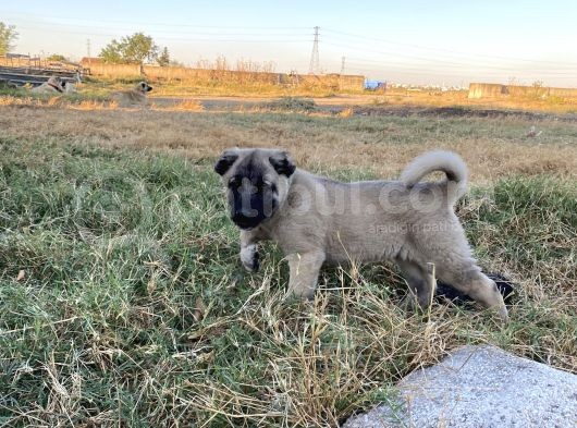 Mükemmel Anatomi Kangal Yavrular görsel