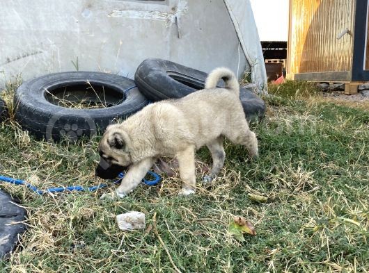 Mükemmel Anatomi Kangal Yavrular görsel