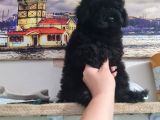 SİYAH İNCİ POODLE YAVRUMUZ