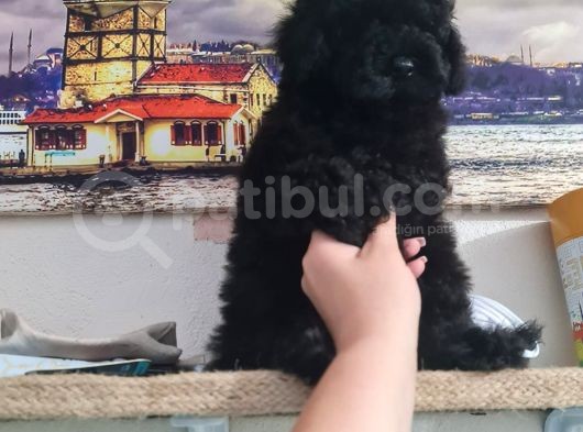 Si̇yah İnci̇ Poodle Yavrumuz