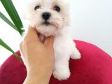 Show Kalite Kore Kanı Maltese Yavrular