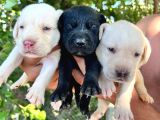 Labrador yavrular