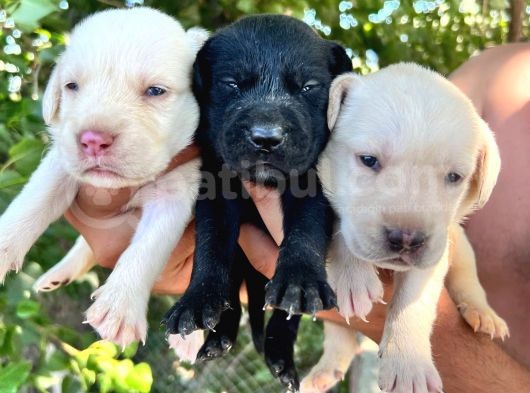 Labrador Yavrular